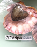 Ostras Cultivada de Agua Dulce