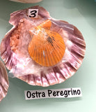 Ostras Cultivada Peregrino de Agua Salada